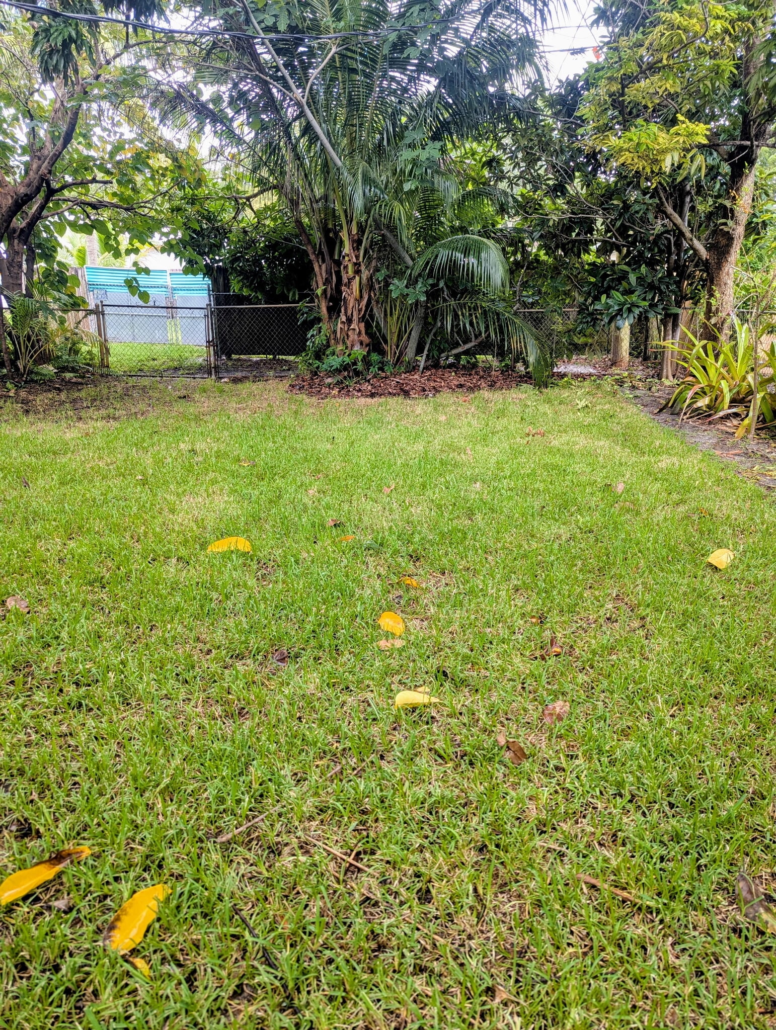 Backyard - 38 SW 7th St