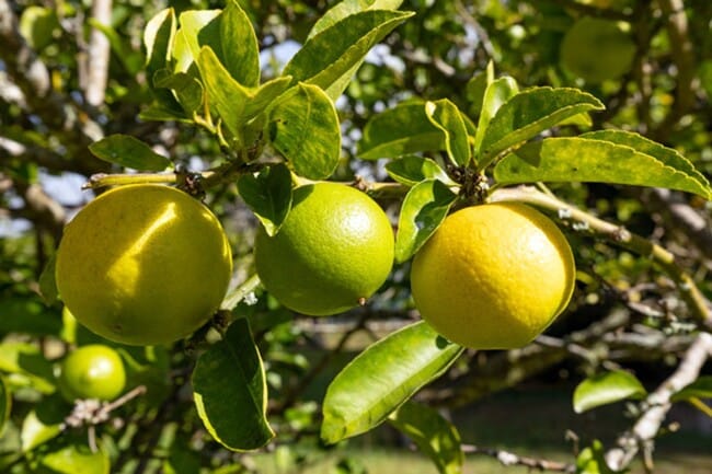 Building Photo - 64-660 Puu Olu Place