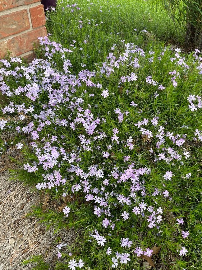 Building Photo - PRE-LEASING - Fully Furnished 6mo Short Term Rental in Ozark