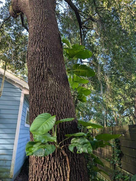 Backyard plants - 910 NW 29th Pl