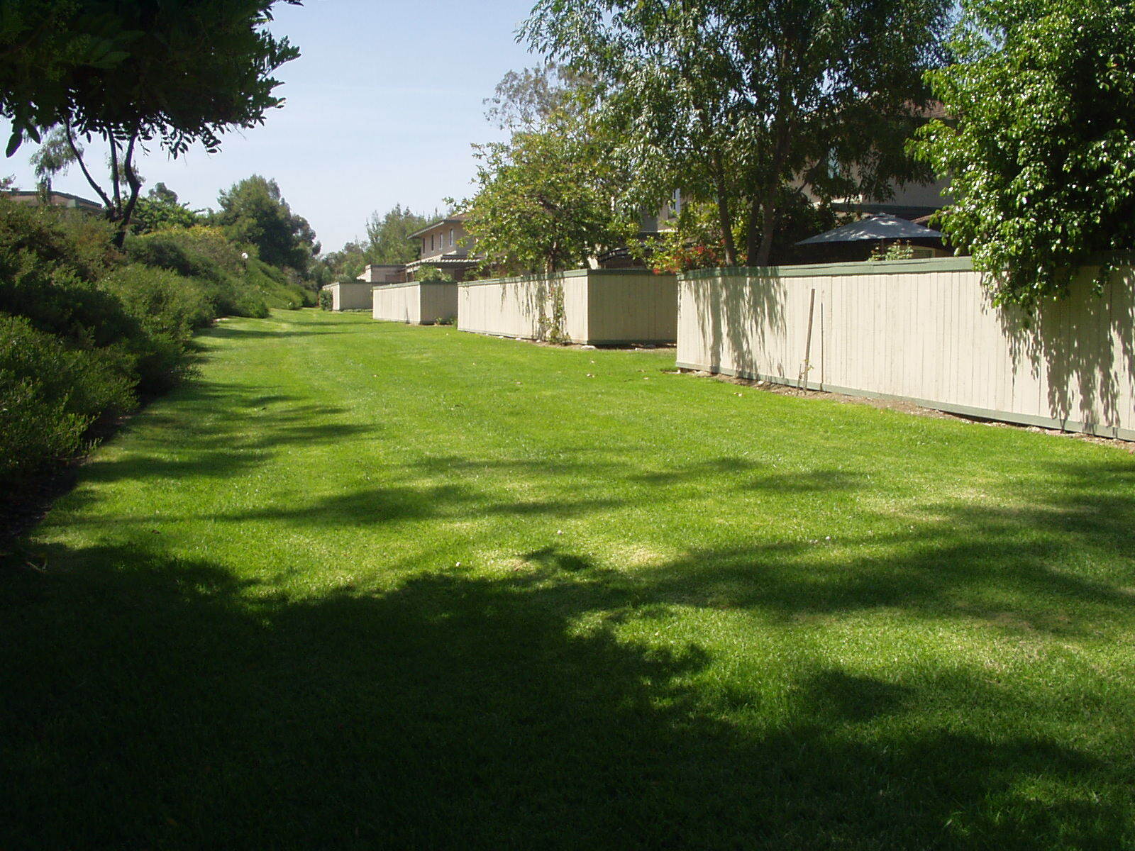Grass in the back yard of Condo - 10157 Caminito Jovial