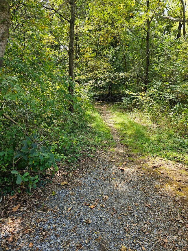 Abrams Creek/trails back of neighborhood - 130 Little River Dr