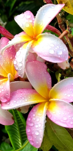 Building Photo - 2745 Kalala St