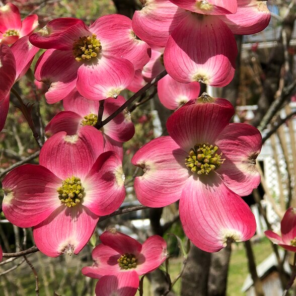 Outside Dogwood - 159 Abbey Fields Ln