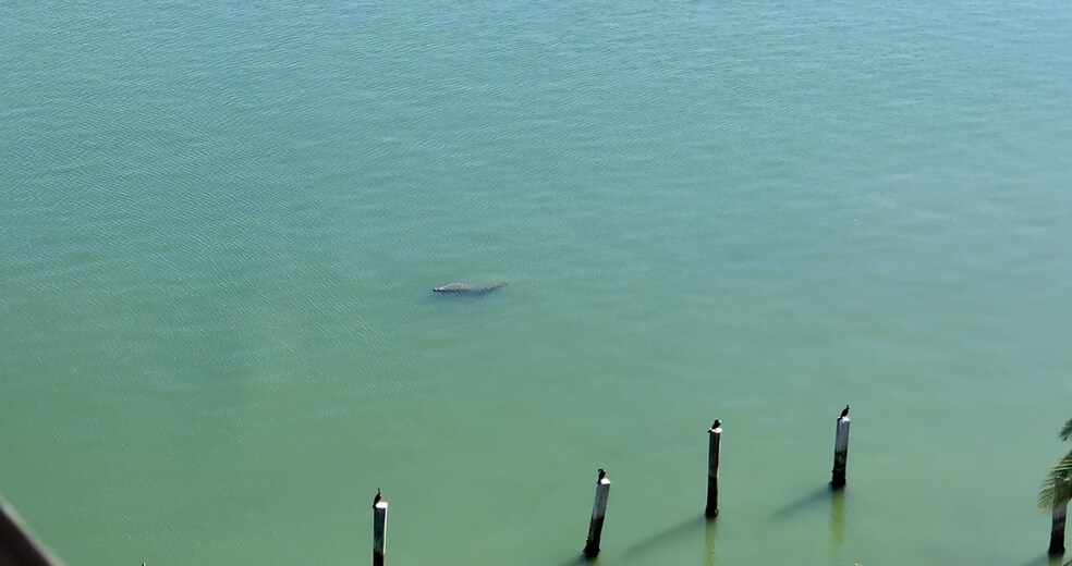 Manatee viewed from the balcony - 600 NE 36th St