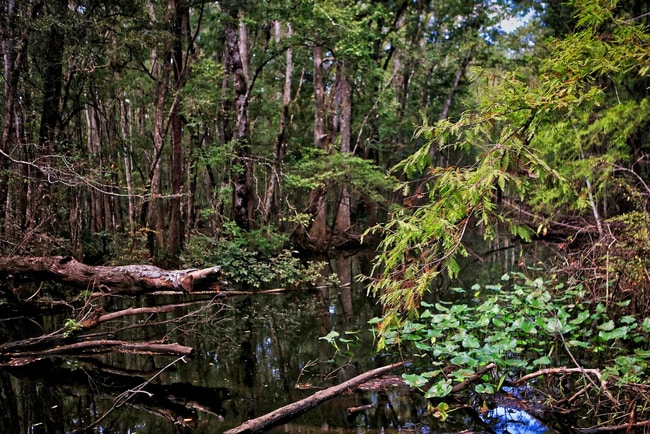 Building Photo - Brand-New Home in The Landing at St. Augustine