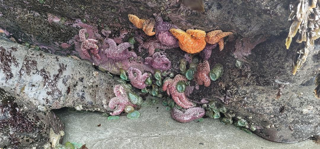 Starfish surrounding Table Rock - 1051 Wharf St