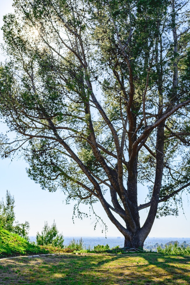 Building Photo - 10961 Limetree Dr