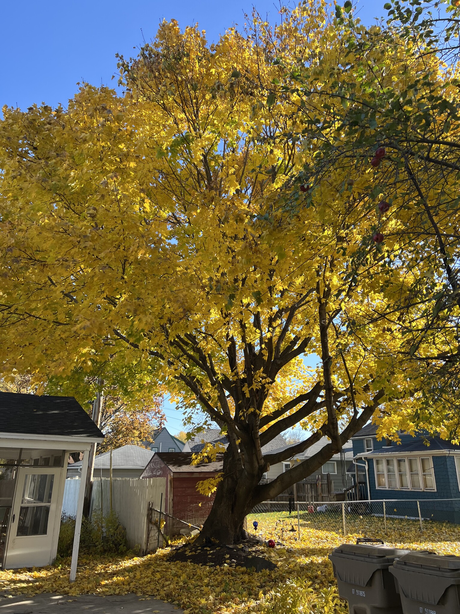 Beautiful tree in backyard. - 2113 N Sherman Ave
