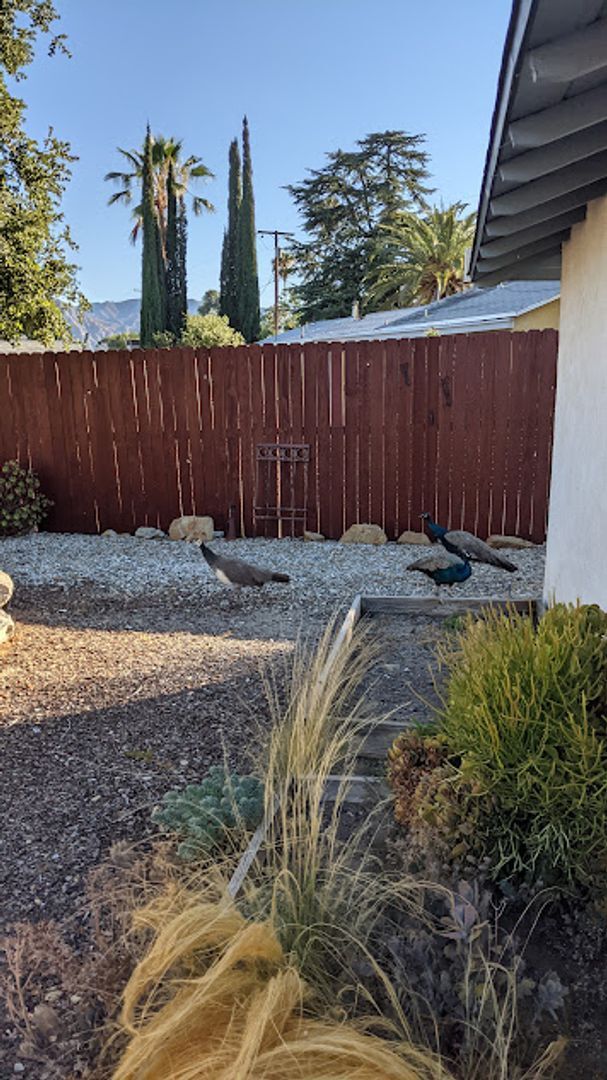 Building Photo - Spacious three bedroom one and half bath house in Sunland!