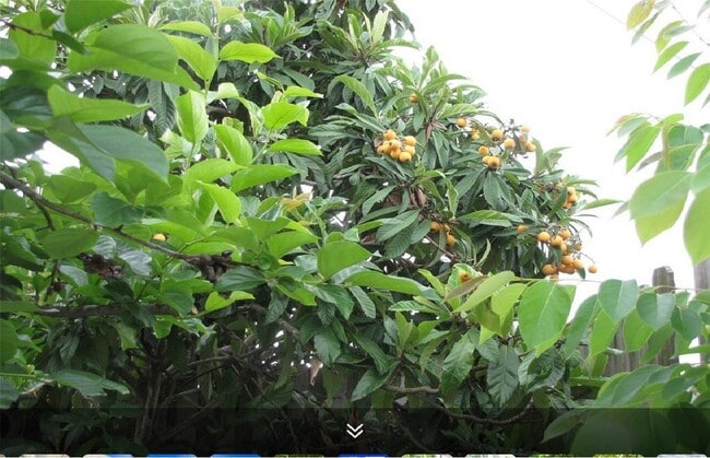 Building Photo - 11423 Wickersham Ln