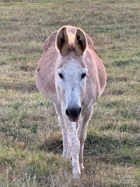 Building Photo - 4241 Burton Ln