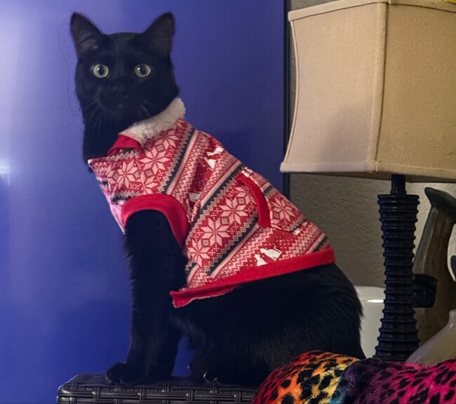 Building Photo - 8653 Danridge Dr