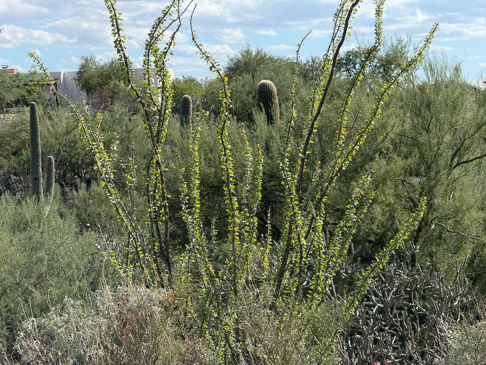 Building Photo - 1402 E Big Rock Rd