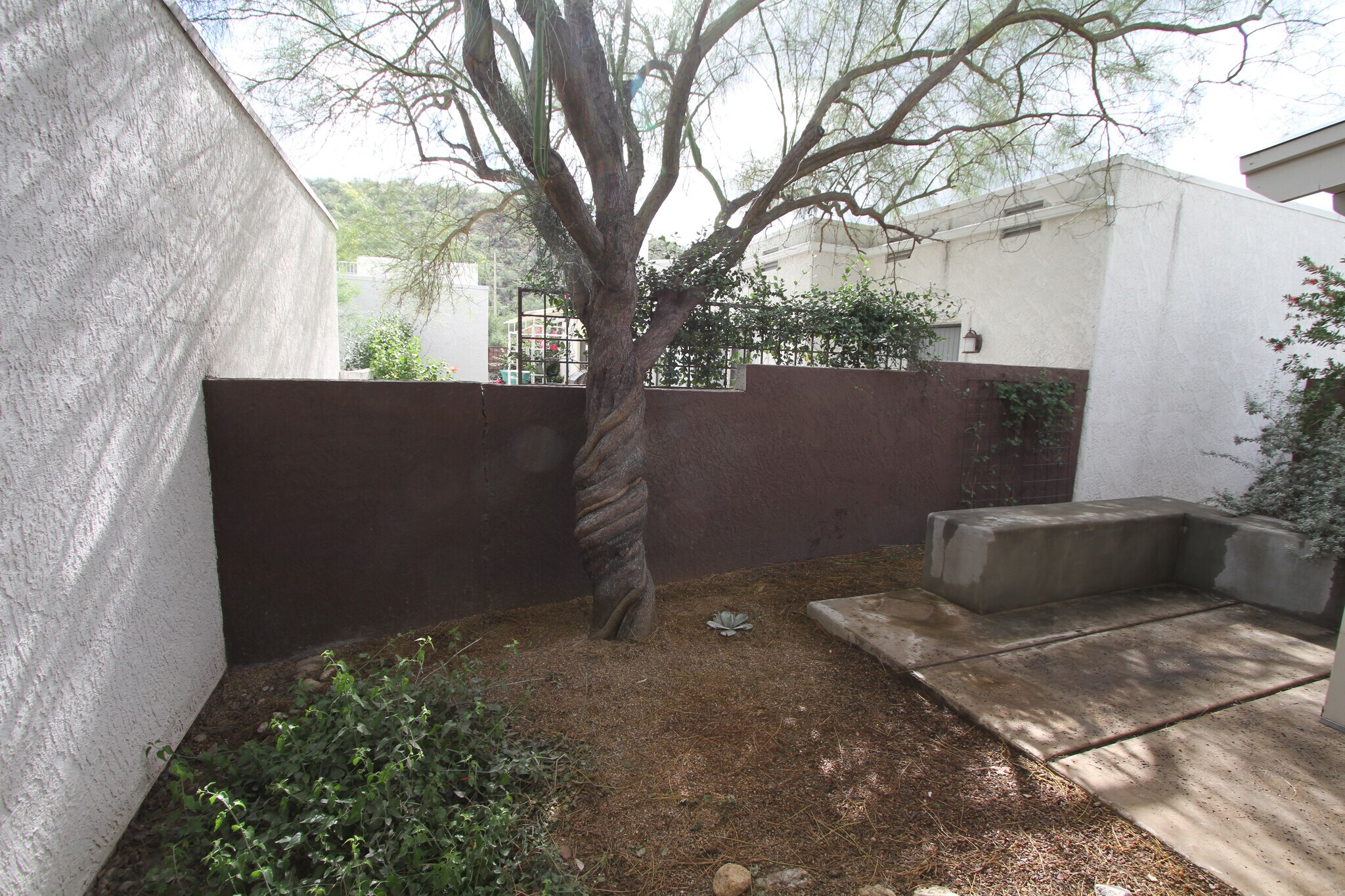 Backyard - 5557 N Mica Mountain Dr