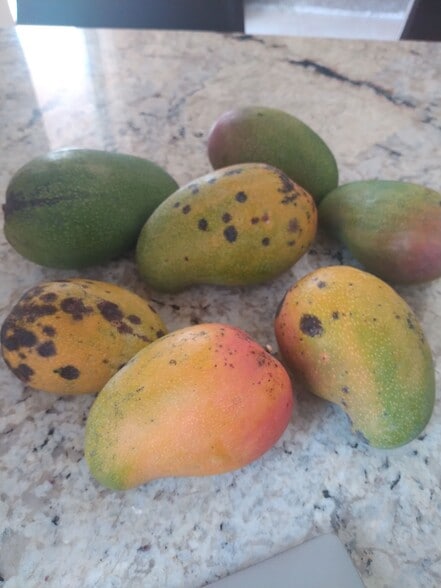 Building Photo - 4015 Banyan Trails Dr