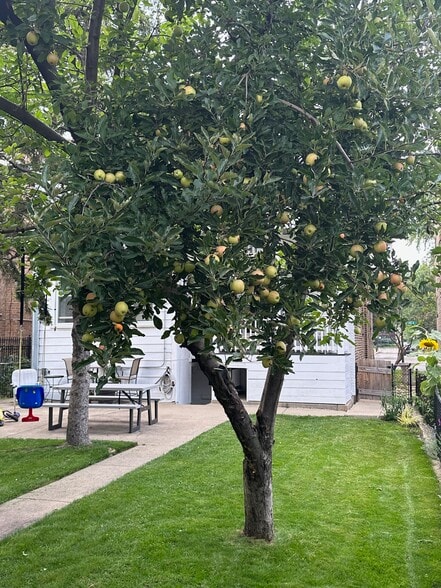 Apple Tree Back Yard - 2733 W Ainslie St