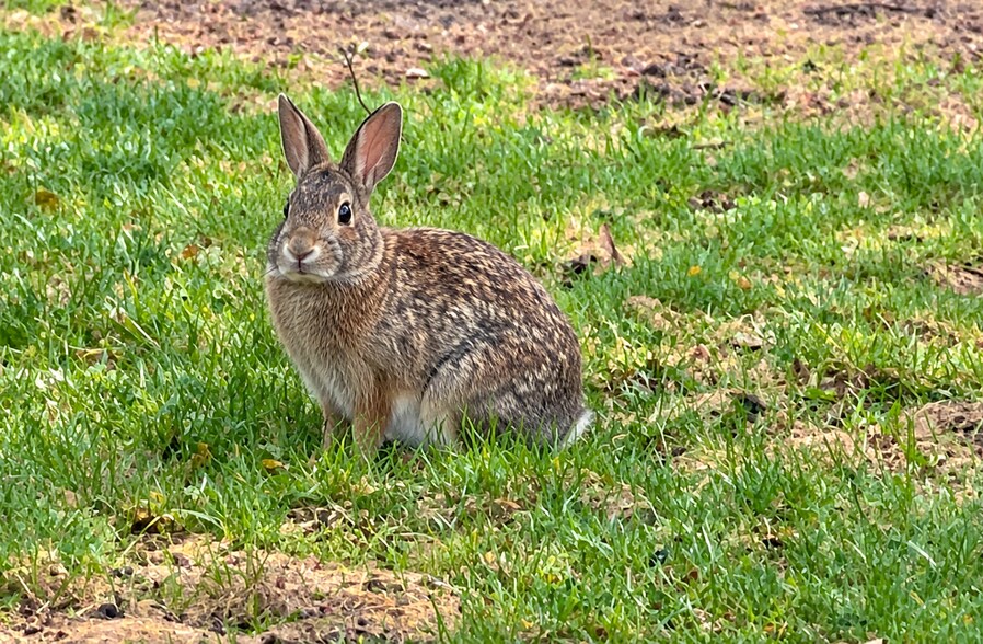 Bunnies and birds outside your window! - 317 N Wasson Ln