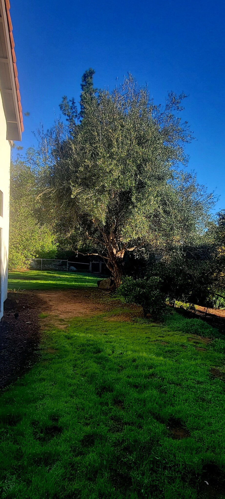 Large yard with mature trees including producing olive & lemon trees and tranquility - 16139 Ladera Piedra Way