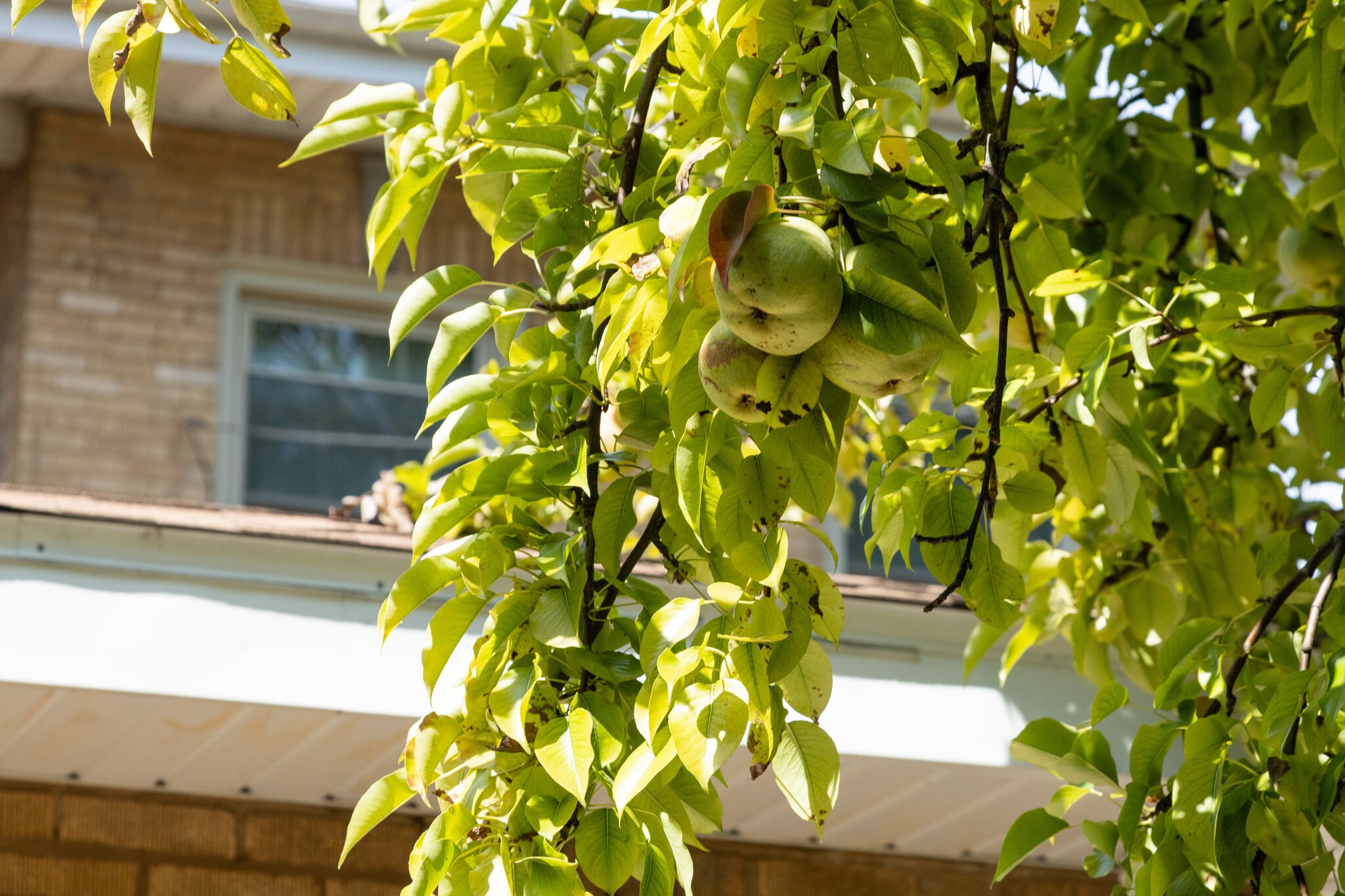 Pear Tree - 7131 W Altgeld St