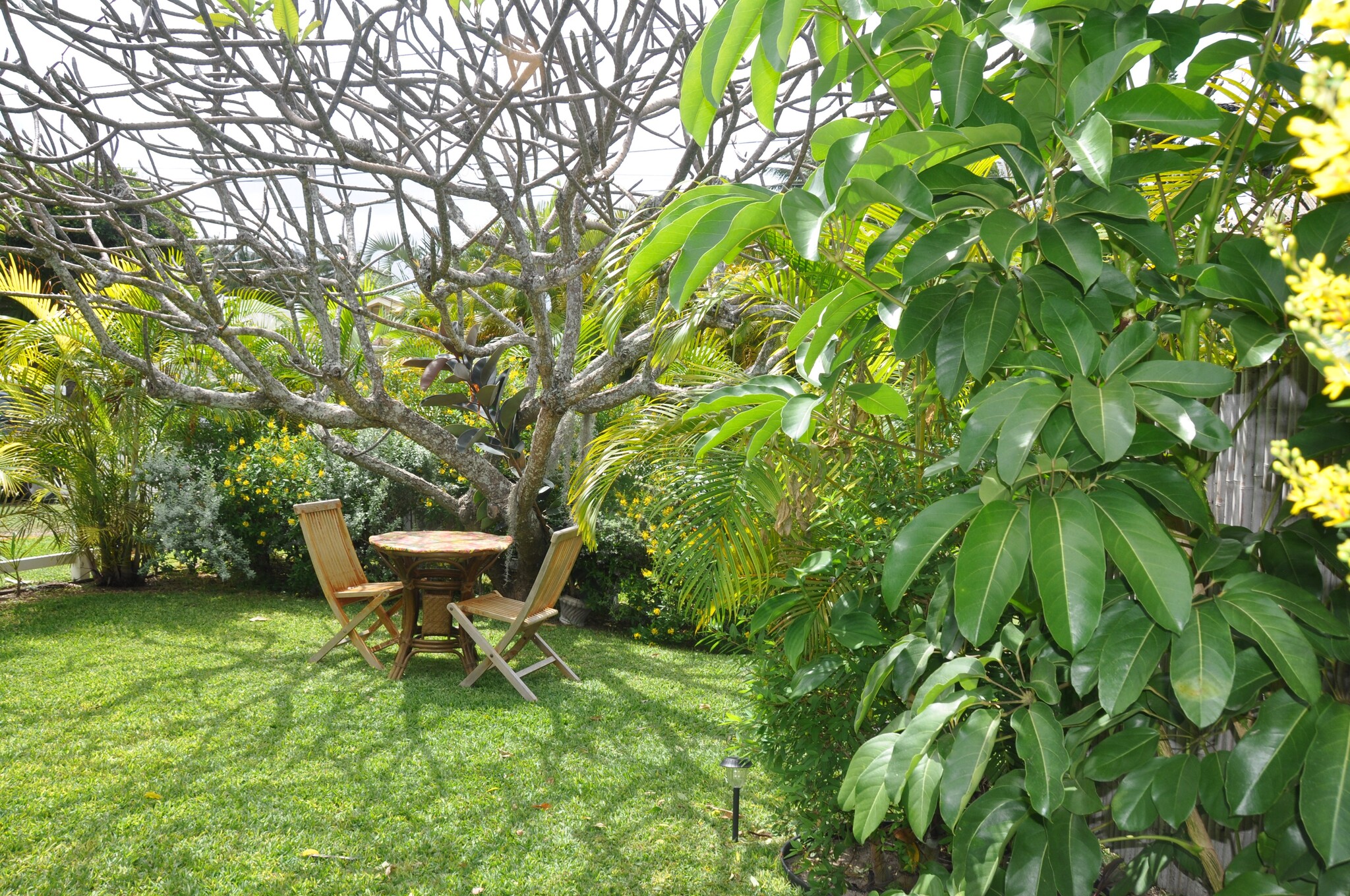 Relax under a huge Pink Plumeria Tree - 291 Awakea Rd