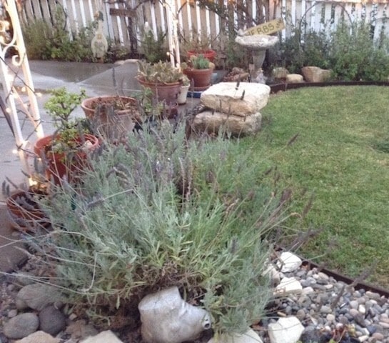 Building Photo - Charming 2 Bedroom Cottage in the Heart of Downtown Paso Robles! AVAILABLE July 1st, 2026 **DO NO...