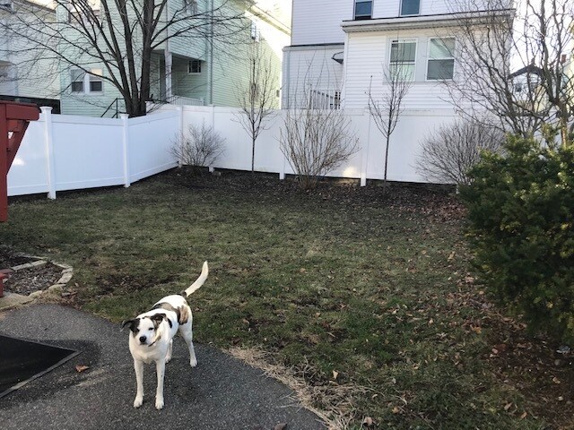 Fenced in backyard - dog friendly! - 28 Clayton Ave