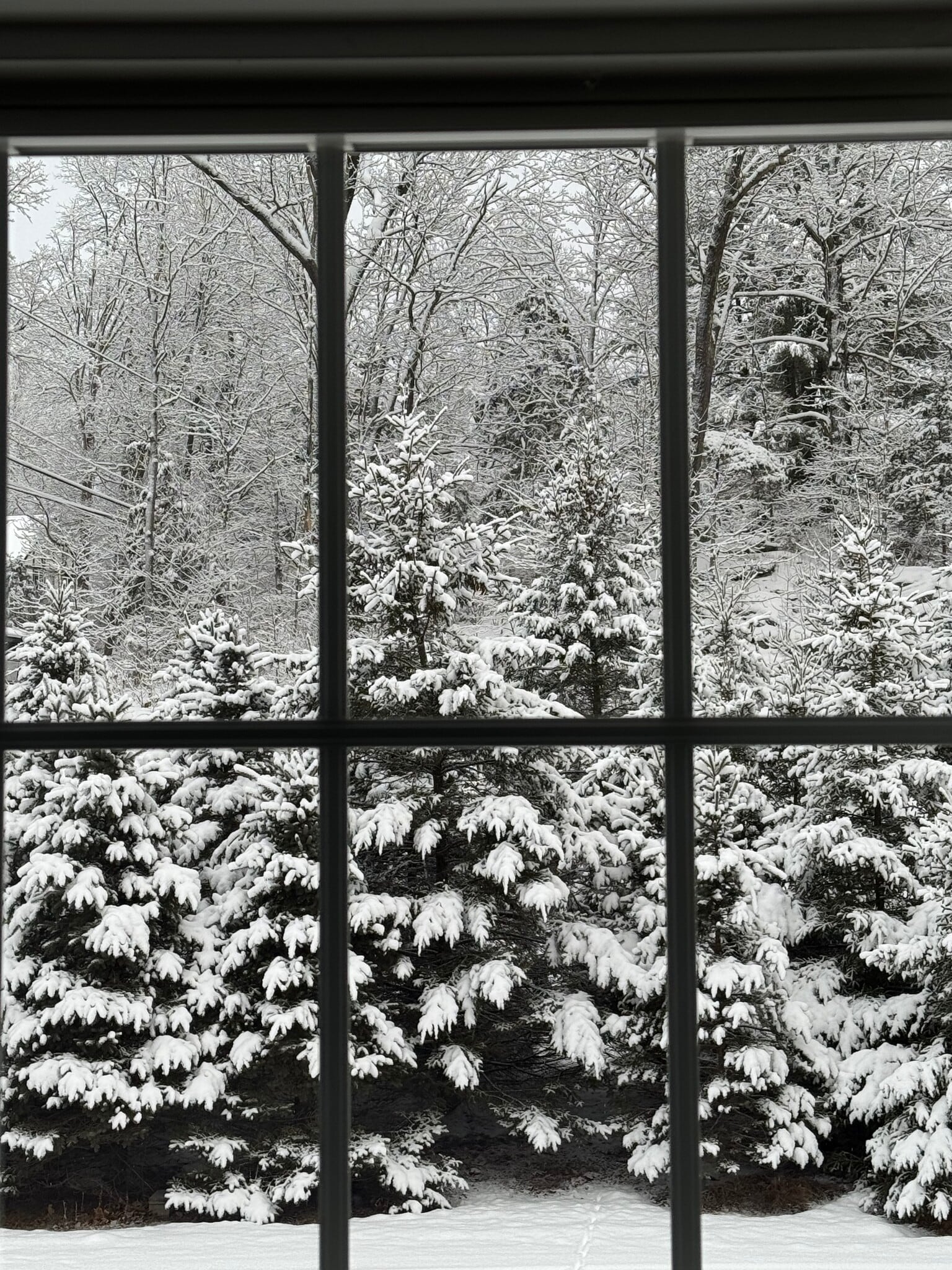 Christmas tree farm - 81 Wiese Albert Rd