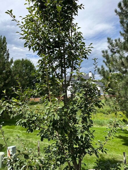Pear tree - 2232 Sweetwater Creek Dr