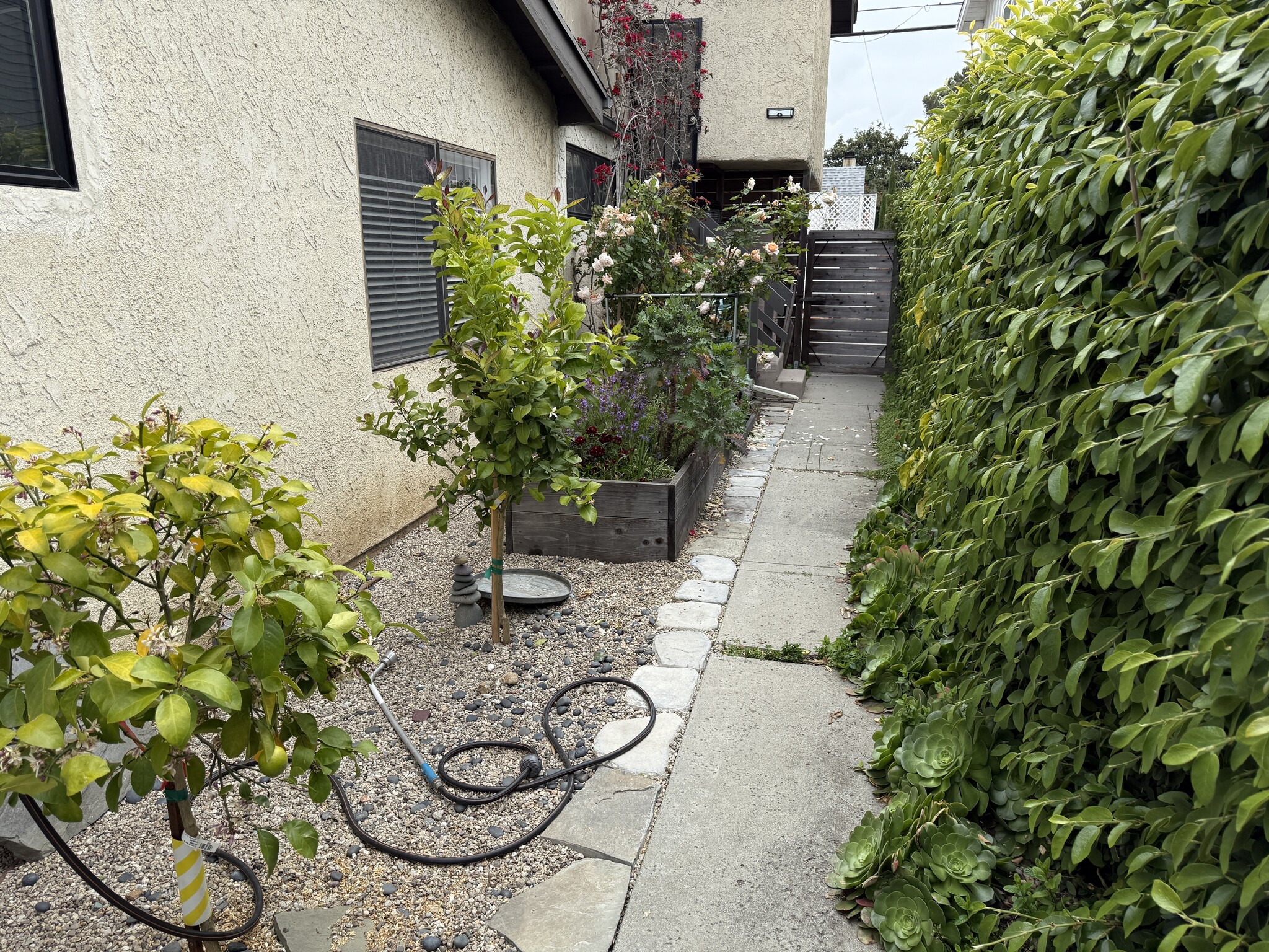 Walkway past garden - 612 Victoria Ave