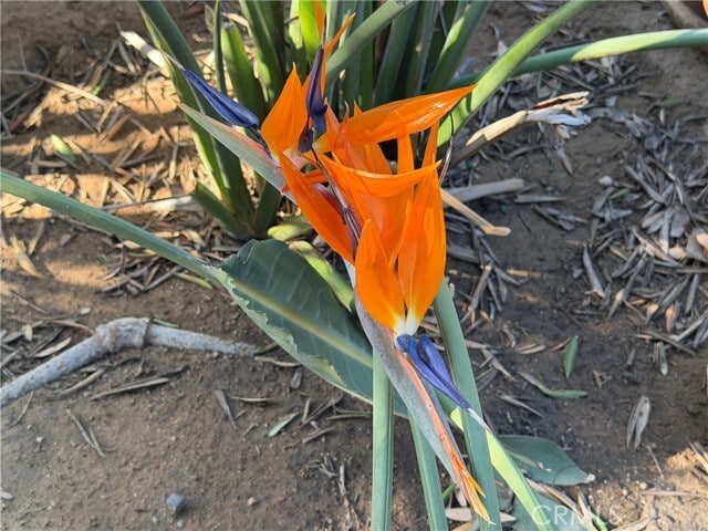 Building Photo - 3590 Buchanan St