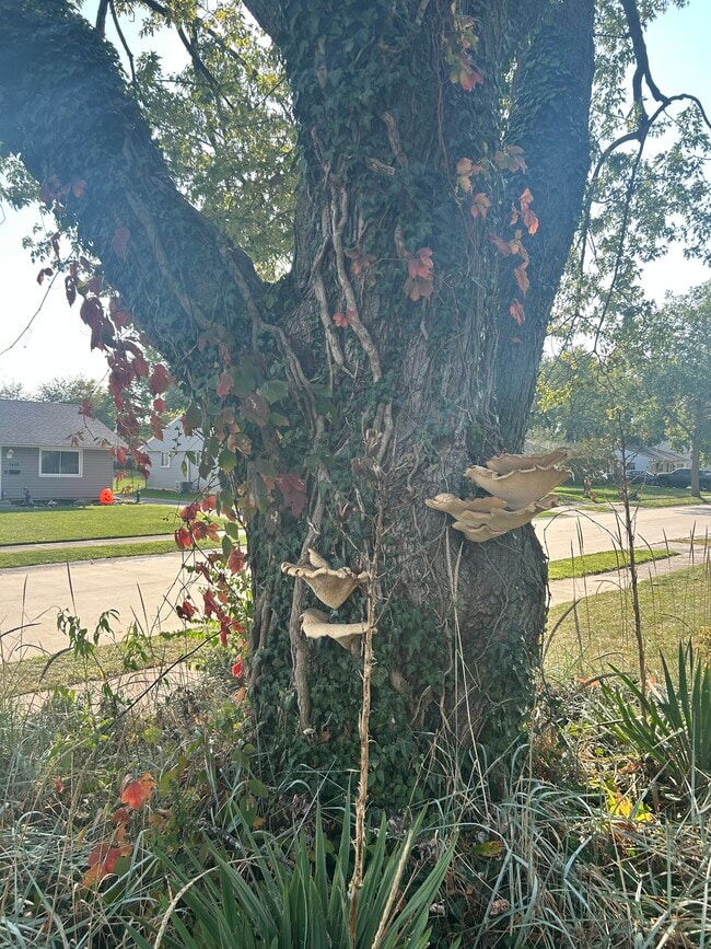 Building Photo - 1625 Tulip Tree Rd