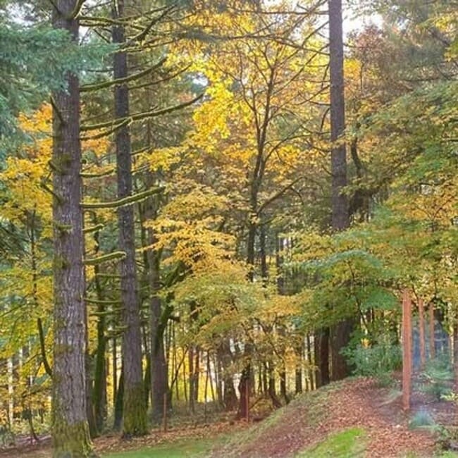 Building Photo - Stunning, Large 1-bedroom Unit in the Forest above McMinnville