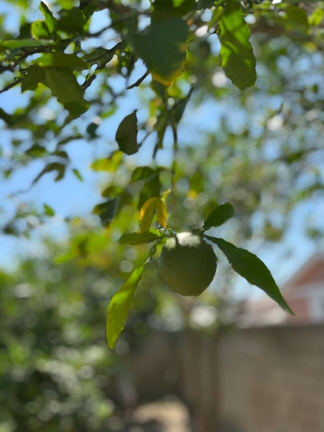 Building Photo - Single Family Home w/Garage, Yard, Fruit T...