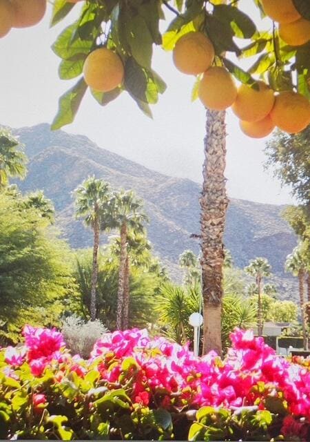 Building Photo - 3447 Andreas Hills Dr