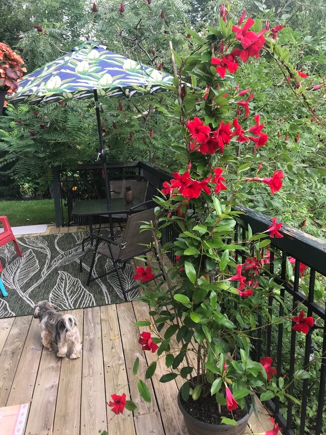 Back deck - 9 Lake Forest Dr