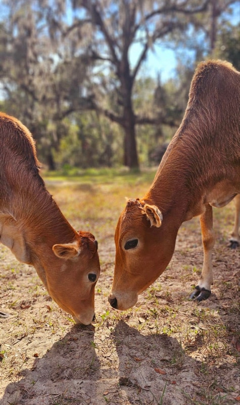 Building Photo - 2750 Lent Rd