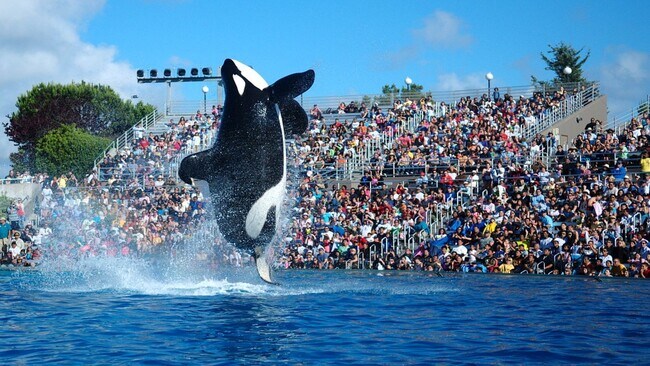 Experience orca encounters and jumping whales, just 15 minutes away from your doorstep. - 2304 E 14th St