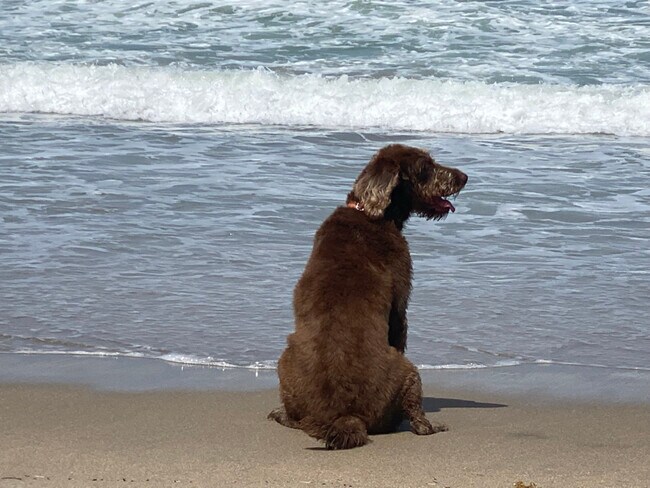 Building Photo - 1456 NE Ocean Blvd