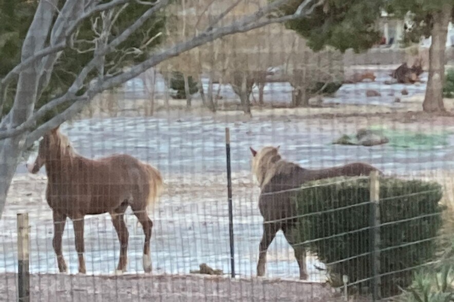 Wild Horses Often walk by the Back - 1121 Bourbon St