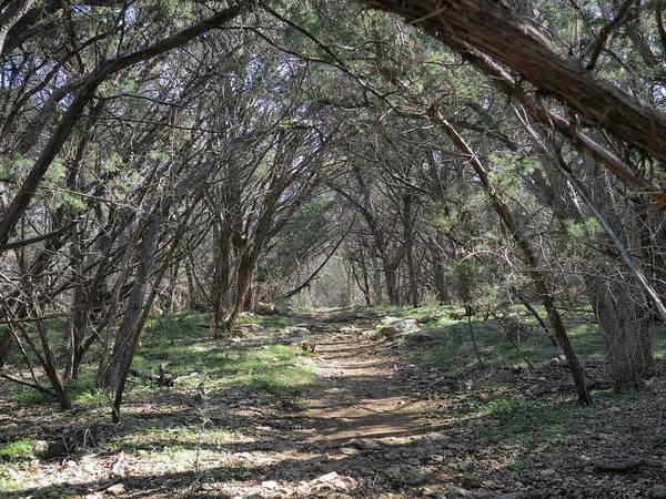 Nature Preserve - Bridge at Sterling Springs