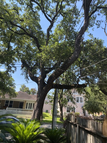 Massive Oak trees - 812 Branard St