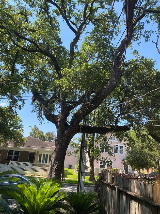 Massive Oak trees - 812 Branard St