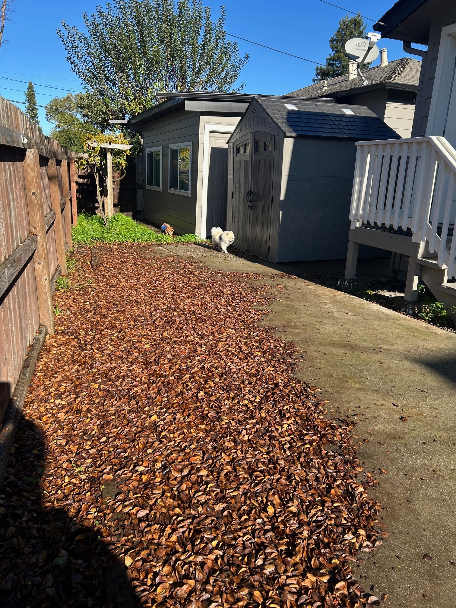 Front Yard - 540 Shortt Rd