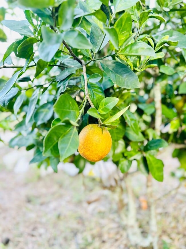 Building Photo - COMPLETELY RENOVATED MOBILE HOME