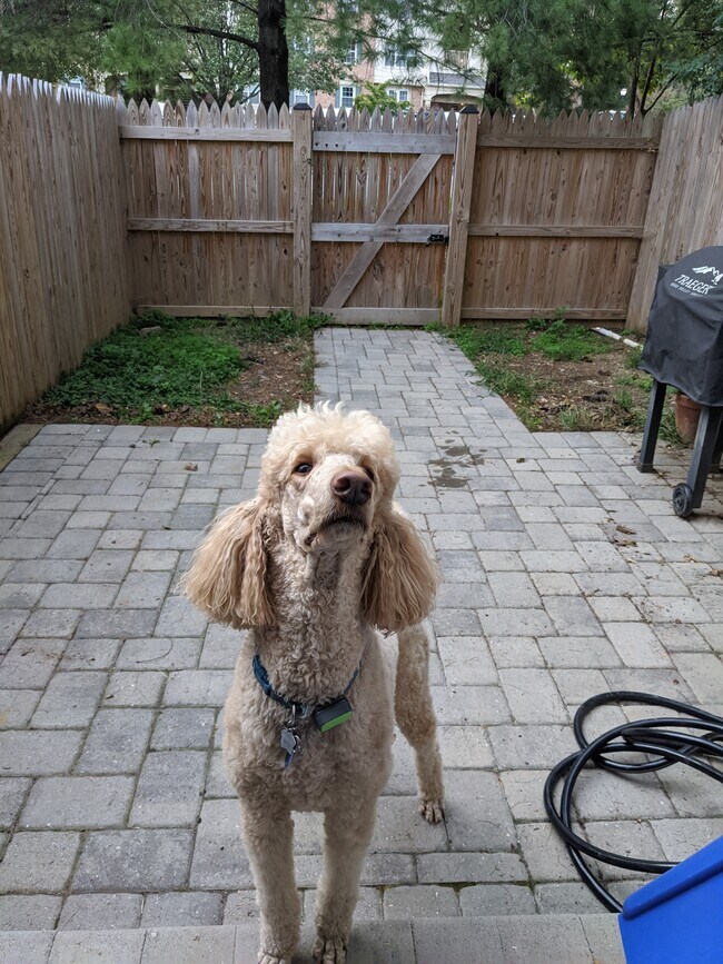 Patio (attention seeking dog not included) - 2858 Lester Lee Ct