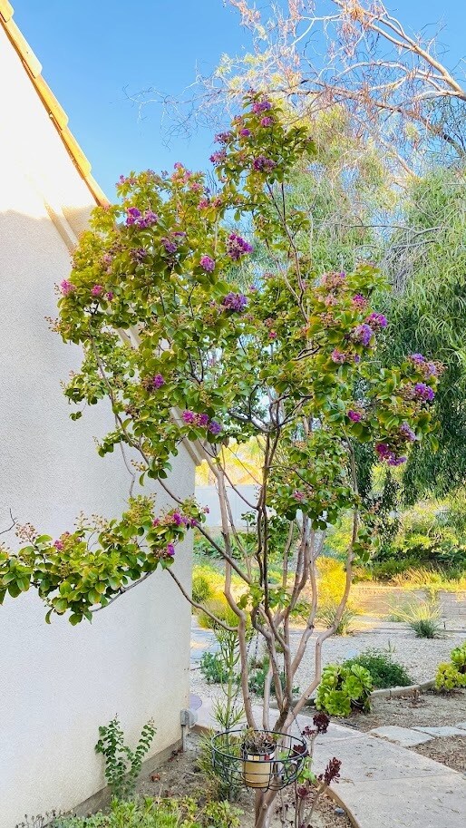 Backyard - 14066 Glendale Ct