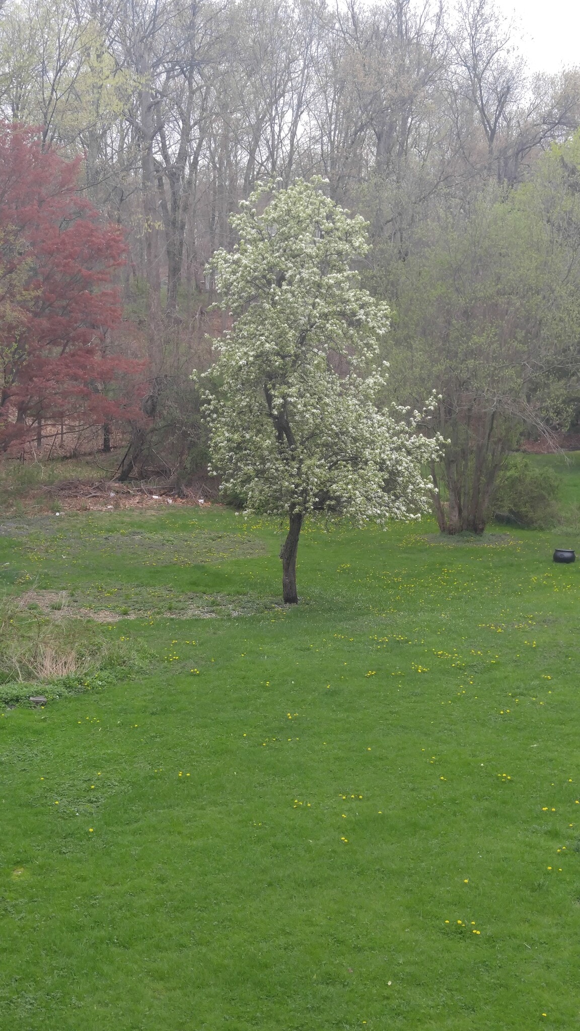 Exterior - Backyard - Pear Tree - 275 croton dam road