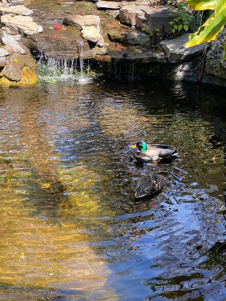 Wildlife guests - 241 S Barrington Ave