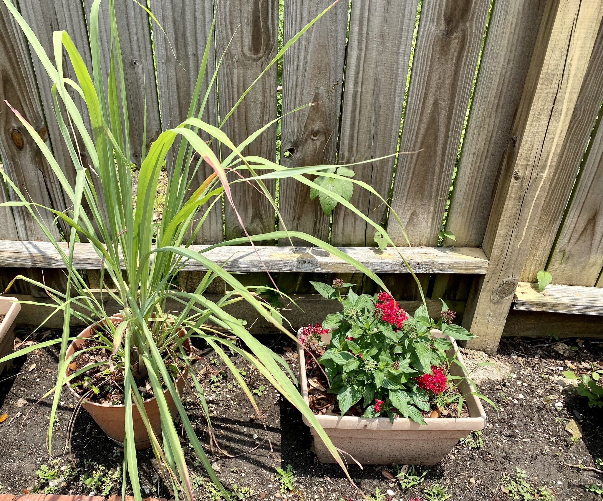 Lemon Gr, Pentas, Rosemary, Lilies - 812 Branard St
